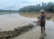 Petani Sausu Peore Parigi Moutong Merugi, Tanaman Padi Rusak Diterjang Banjir