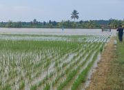 Ratusan Hektare Sawah Terendam Banjir di Desa Sausu Peore, Parigi Moutong